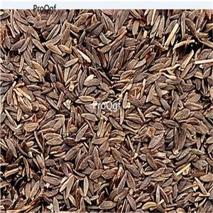 19usd Ngryise 6000Pcs A Set great lakes wonder lettuce seed