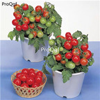 19usd Ngryise 6000Pcs A Set dwarf cherry tomato seed