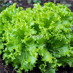 19usd Ngryise 6000Pcs A Set black simpson delicious lettuce seed