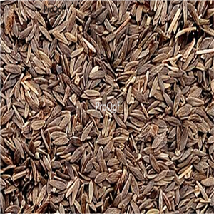 19usd Ngryise 6000Pcs A Set black simpson delicious lettuce seed