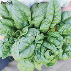 19usd Ngryise 6000Pcs A Set bloomsdale delicious spinach seed
