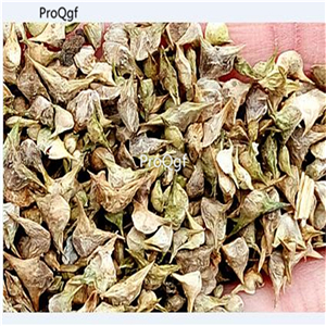 19usd Ngryise 6000Pcs A Set bloomsdale delicious spinach seed