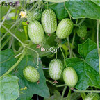 19usd Ngryise 1000Pcs A Set scabra cucamelon watermelon seed