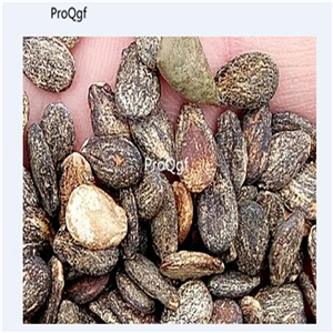 19usd Ngryise 1000Pcs A Set scabra cucamelon watermelon seed