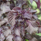 19usd Ngryise 8000Pcs A Set shiso red salad perilla seed