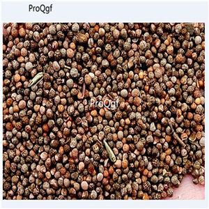 19usd Ngryise 8000Pcs A Set shiso red salad perilla seed
