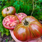 19usd Ngryise 6000Pcs A Set chocolate stripe tomato seed