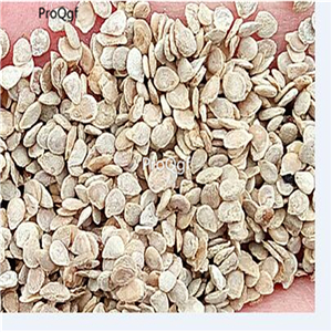 19usd Ngryise 6000Pcs A Set chocolate stripe tomato seed