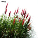 19usd Ngryise 8000Pcs A Set red feather pampas seed