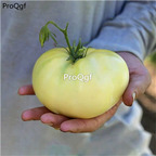 19usd Ngryise 6000Pcs A Set white beefsteak tomato seed