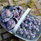 19usd Ngryise 3000Pcs A Set  purple Brass Oleracea cabbage seed