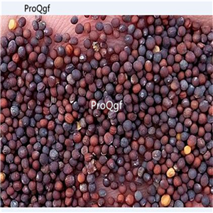 19usd Ngryise 3000Pcs A Set  purple Brass Oleracea cabbage seed