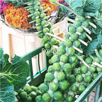 19usd Ngryise 3000Pcs A Set iceland Brass Oleracea cabbage seed