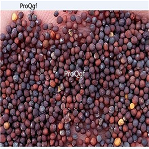 19usd Ngryise 3000Pcs A Set iceland Brass Oleracea cabbage seed