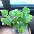 19usd Ngryise 6000Pcs A Set united kingdom green perilla seed