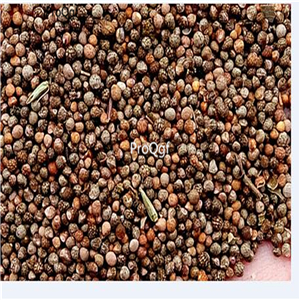 19usd Ngryise 6000Pcs A Set united kingdom green perilla seed