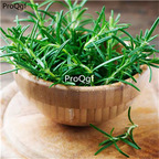 19usd Ngryise 500Pcs A Set Rosmarinus officinalis seed