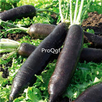 19usd Prodgf 6000Pcs A Set paris winter long radish seed