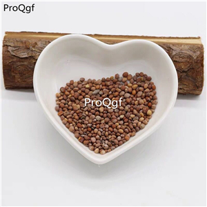 19usd Prodgf 6000Pcs A Set paris winter long radish seed