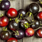 19usd Prodgf 6000Pcs A Set midnight snack tomato seed