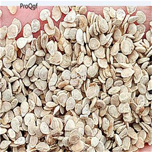 19usd Prodgf 6000Pcs A Set yellow zebra tomato seed