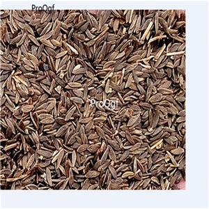 19usd Prodgf 6000Pcs A Set rare united states lettuce seed