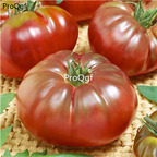 19usd Prodgf 6000Pcs A Set russian lycopersion tomato seed