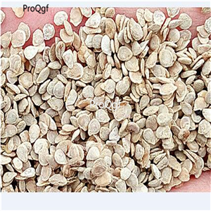 19usd Prodgf 6000Pcs A Set russian lycopersion tomato seed