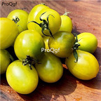 19usd ngryise 6000pcs green grape tomato seed