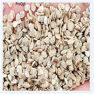 19usd ngryise 6000pcs green grape tomato seed