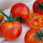 19usd ngryise 6000pcs candy cherry tomato seed