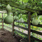 19usd Prodgf 200Pcs A Set Bulgaria gourd seed