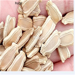 19usd Prodgf 200Pcs A Set Bulgaria gourd seed