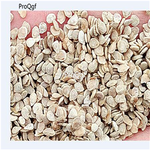 19usd Prodgf 6000Pcs A Set black prince tomato seed