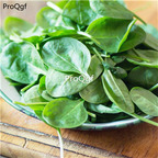 19usd Prodgf 6000Pcs A Set american spinach seed