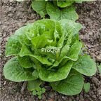 19usd Prodgf 6000Pcs A Set wonder lettuce seed