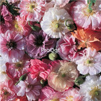 19usd Prodgf 6000Pcs A Set brides poppy seed