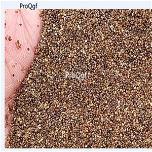 19usd Prodgf 6000Pcs A Set brides poppy seed
