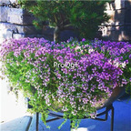 19usd Prodgf 6000Pcs A Set purple creeping thymus thyme qianlixiang seed