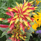 19usd Prodgf 6000Pcs A Set tricolor beautiful amaranthus zilimi seed