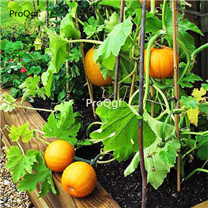 19usd Prodgf 300Pcs A Set sugar pumpkin seed