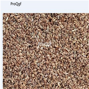 19usd Prodgf 6000Pcs A Set glitter celery seed