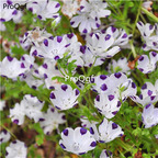 19usd Prodgf 6000Pcs A Set nemophila zhenzhumei seed