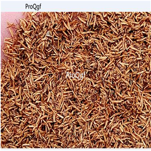19usd Prodgf 6000Pcs A Set nemophila zhenzhumei seed