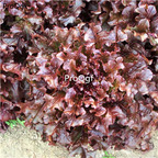 19usd Prodgf 6000Pcs A Set dark red salad lettuce   seed