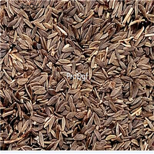 19usd Prodgf 6000Pcs A Set dark red salad lettuce   seed