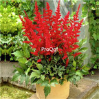 19usd Ngryise 3Pcs A Set Astilbe chinensis Bulb