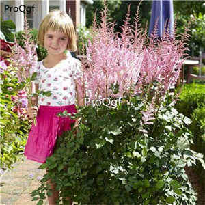 19usd Ngryise 3Pcs A Set Astilbe chinensis Bulb