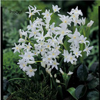 19usd Prodgf 10Pcs A Set Chionodoxa Bulb