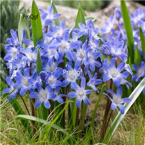 19usd Prodgf 10Pcs A Set Chionodoxa Bulb